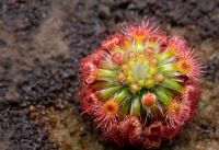 Drosera bindoon